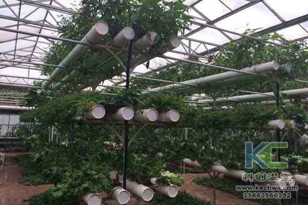 無土栽培技術，無土栽培，溫室大棚，基質栽培