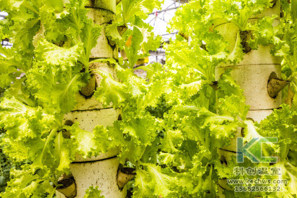 無土栽培,無土栽培技術,無土栽培設備