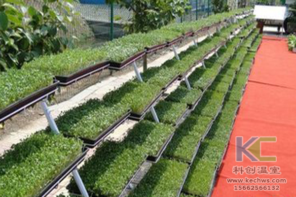 魚(yú)菜共生系統(tǒng)，無(wú)土栽培技術(shù)，無(wú)土栽培，溫室大棚