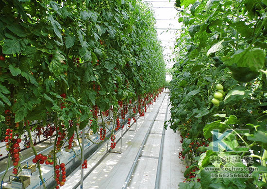 無土栽培，無土栽培技術，無土栽培設備