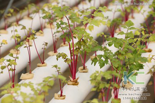 無土栽培，無土栽培技術，無土栽培設備