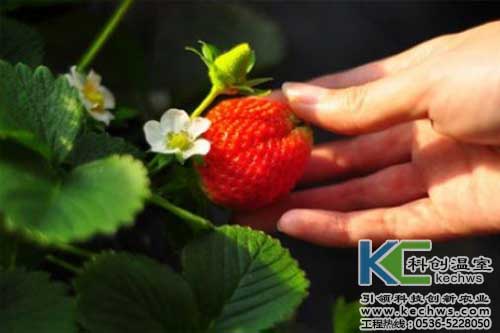 無土栽培，無土栽培技術(shù)，無土栽培設(shè)備