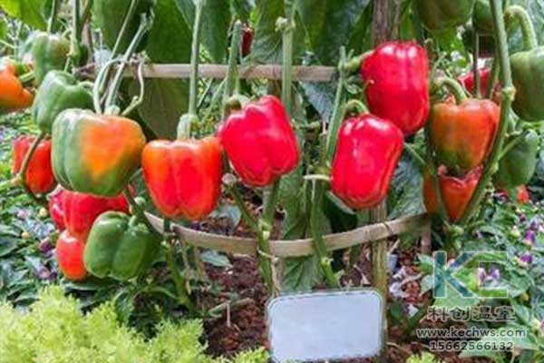 無土栽培，無土栽培技術，無土栽培設備