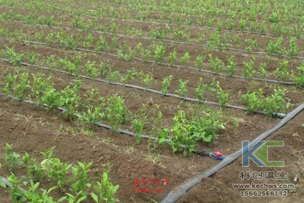 無(wú)土栽培，無(wú)土栽培技術(shù)，無(wú)土栽培設(shè)備