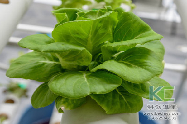 無土栽培，無土栽培技術(shù)，無土栽培設(shè)備