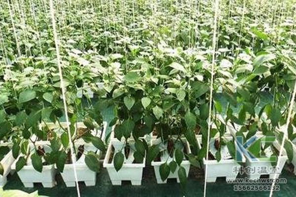 無土栽培,無土栽培技術(shù),無土栽培設(shè)備
