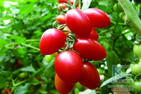 無土栽培，無土栽培技術，無土栽培設備