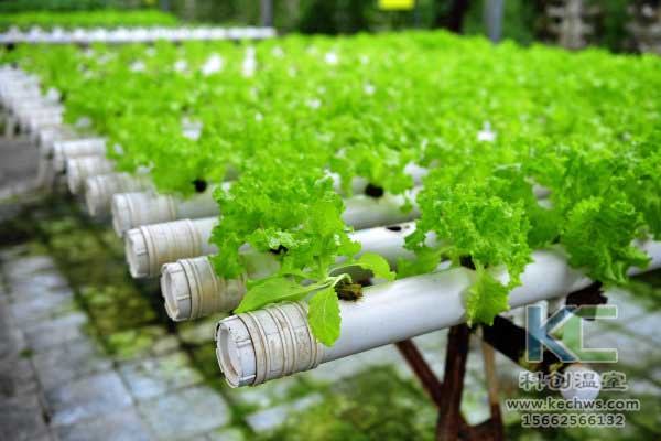 無(wú)土栽培,無(wú)土栽培技術(shù),無(wú)土栽培設(shè)備