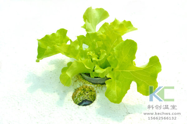 無土栽培，無土栽培技術(shù)，無土栽培設(shè)備