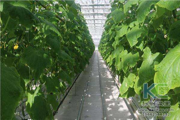 無土栽培，無土栽培技術，無土栽培設備