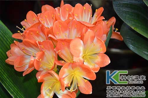 無土栽培，無土栽培技術(shù)，無土栽培設(shè)備