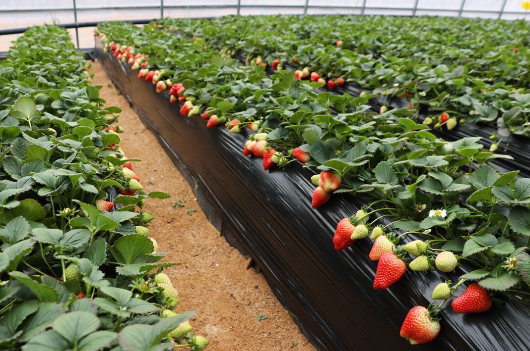 無土栽培,無土栽培技術(shù),無土栽培設(shè)備