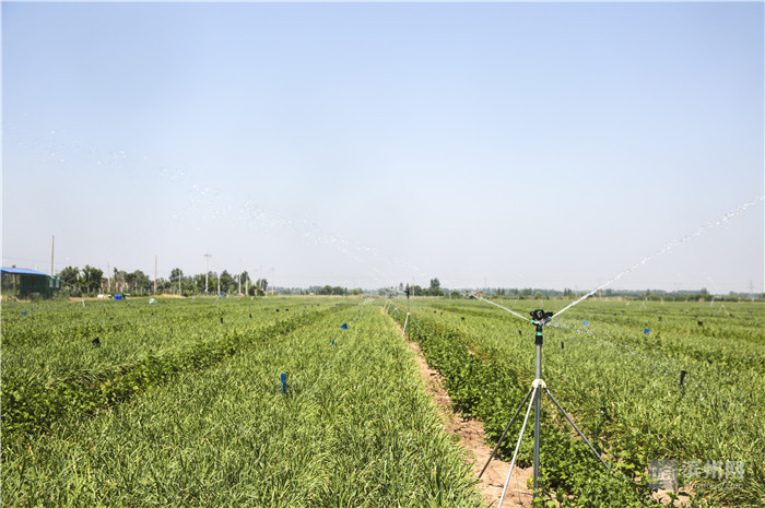 無土栽培,無土栽培技術,無土栽培設備