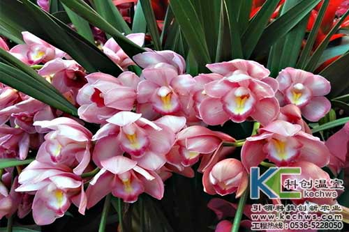 無土栽培,無土栽培技術,無土栽培設備