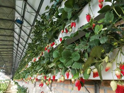 無土栽培,無土栽培技術(shù),無土栽培設(shè)備