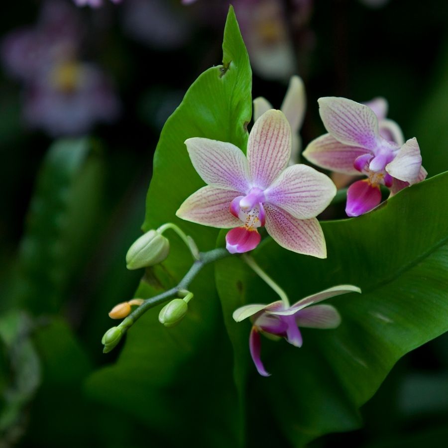 無土栽培，無土栽培技術(shù)，無土栽培設(shè)備