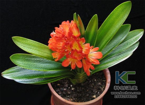 無土栽培，無土栽培技術(shù)，無土栽培設(shè)備