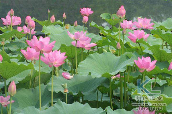 無土栽培，無土栽培技術，無土栽培設備