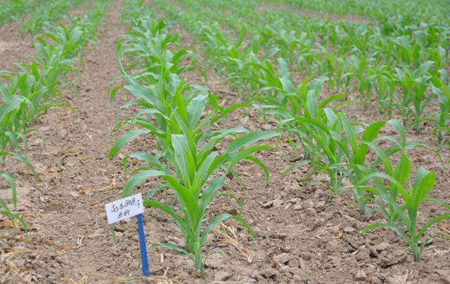 無土栽培，無土栽培技術，無土栽培設備