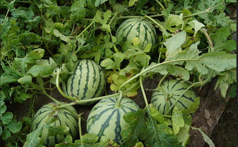 無土栽培，無土栽培技術，無土栽培設備