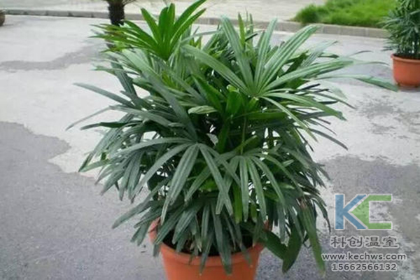 無土栽培，無土栽培技術，無土栽培設備