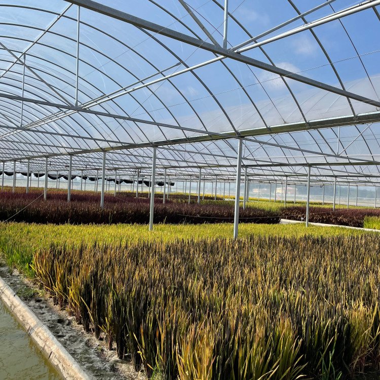 無土栽培，無土栽培技術，無土栽培設備