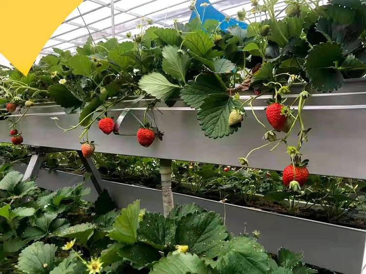 無土栽培,無土栽培技術(shù),無土栽培設(shè)備