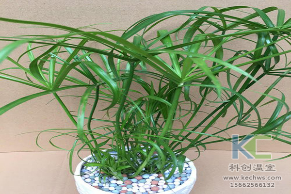 無土栽培，無土栽培技術，無土栽培設備