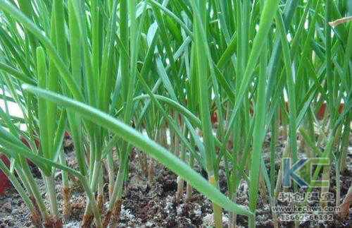 無土栽培，無土栽培技術，無土栽培設備