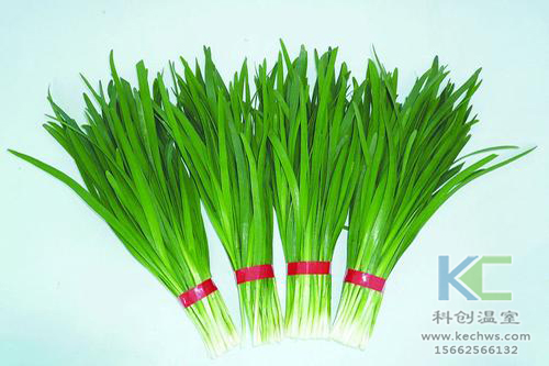 無土栽培，無土栽培技術，無土栽培設備