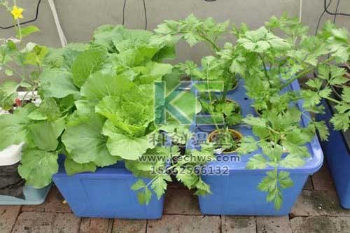 無土栽培，無土栽培技術，無土栽培設備