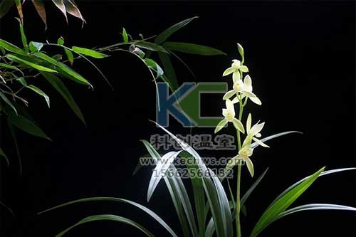 無土栽培，無土栽培技術，無土栽培設備