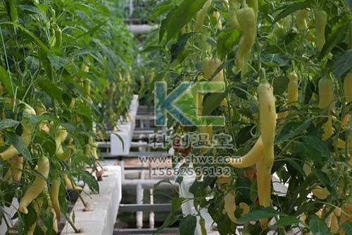 無土栽培，無土栽培技術，無土栽培設備