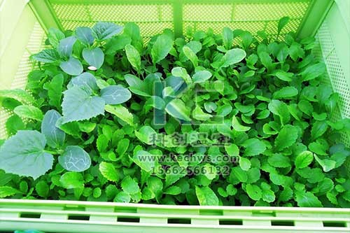 無土栽培，無土栽培技術，無土栽培設備