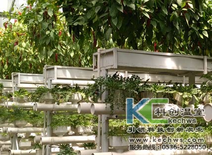 無土栽培,無土栽培技術(shù),無土栽培設(shè)備